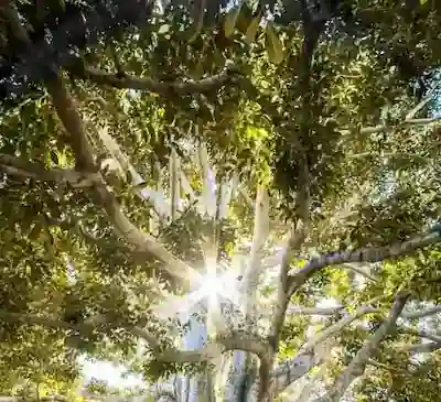 Feuerbestattung – würdevolle Bestattung